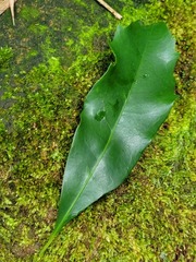 Helicia cochinchinensis