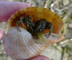 Clibanarius taeniatus