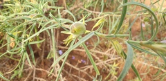 Eremophila gilesii
