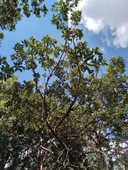 Arbutus