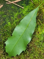 Helicia cochinchinensis