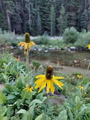 Rudbeckia californica
