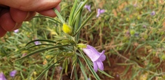 Eremophila gilesii