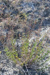 Scrophularia cretacea