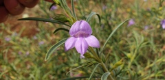 Eremophila gilesii
