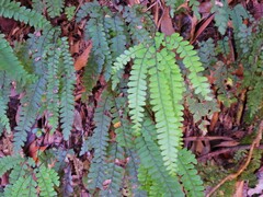Adiantum hispidulum