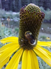 Rudbeckia californica