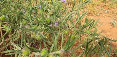 Eremophila gilesii