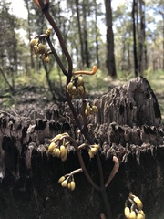 Erythrorchis cassythoides