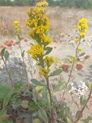Solidago spathulata