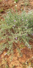 Eremophila gilesii