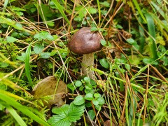 Suillus luteus