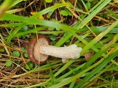 Suillus luteus