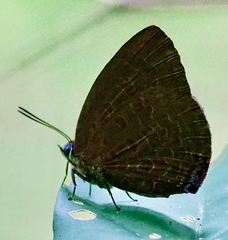 Arhopala overdijkinki