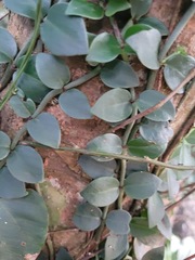 Psychotria serpens