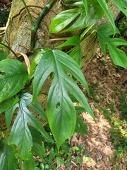 Epipremnum pinnatum
