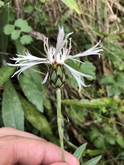 Centaurea triumfettii