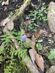 Viola silicestris