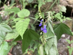 Rhynchoglossum obliquum