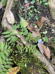 Viola silicestris