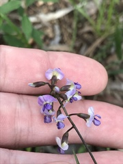 Glycine clandestina