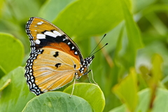Hypolimnas misippus