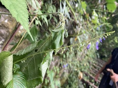 Rhynchoglossum obliquum