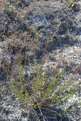 Scrophularia cretacea