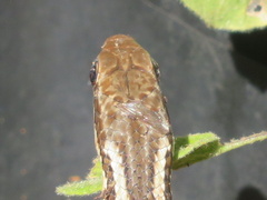 Dromicodryas bernieri