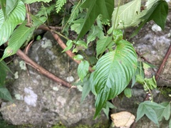 Rhynchoglossum obliquum