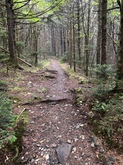 Desmognathus orestes