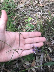 Glycine clandestina