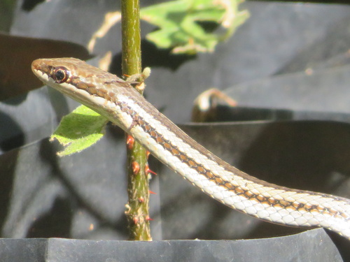 Bernier's Striped Snake