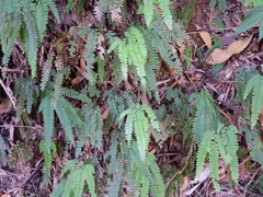 Adiantum hispidulum