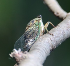 Neotibicen pruinosus