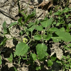 Physalis cinerascens