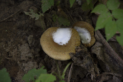 Crepidotus calolepis