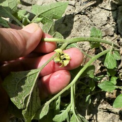 Physalis cinerascens