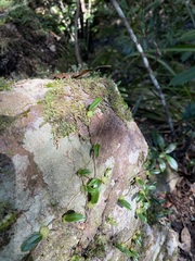 Bulbophyllum exiguum