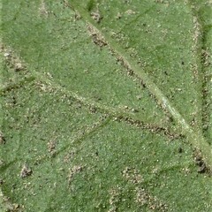 Physalis cinerascens
