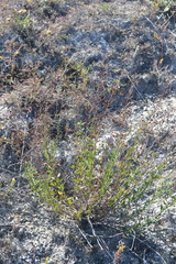 Scrophularia cretacea