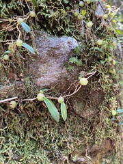 Bulbophyllum exiguum