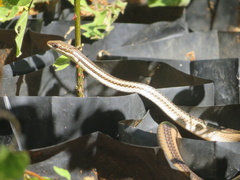 Dromicodryas bernieri