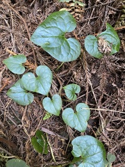 Asarum caudatum