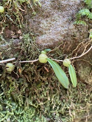 Bulbophyllum exiguum
