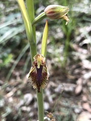 Calochilus campestris