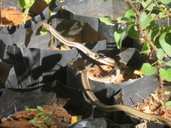 Dromicodryas bernieri