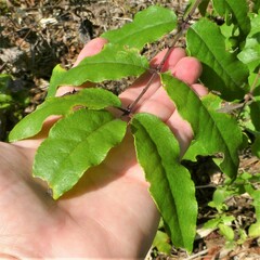 Zanthoxylum clava-herculis