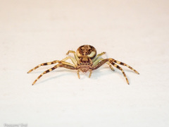 Diaea