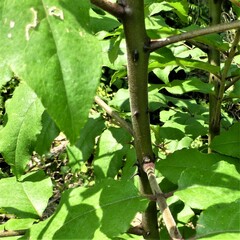 Zanthoxylum clava-herculis
